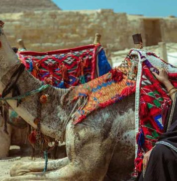Guide to Navigating  Egypt by Train Cruise and Bus